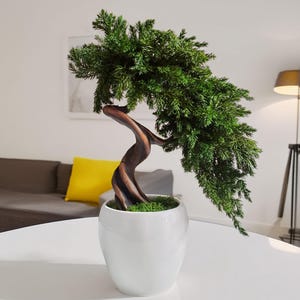 Puede incluir: Un pequeño bonsái en una maceta de cerámica blanca. El árbol tiene un tronco curvo y marrón y un follaje verde vibrante. La maceta se encuentra sobre una superficie blanca, creando una estética limpia y minimalista. El bonsái es una planta decorativa.
