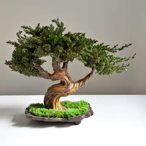 Handgemaakte geconserveerde jeneverbes bonsaiboom, keramische pot zen decor, weinig onderhoud indoor bonsai, Japandi kantoorplank cadeau afbeelding 4