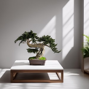 Large Preserved Juniper Bonsai Tree with Moss, Japanese Zen Decor for Home & Office, Maintenance Free Indoor Plant, Ceramic Planter Gift image 9
