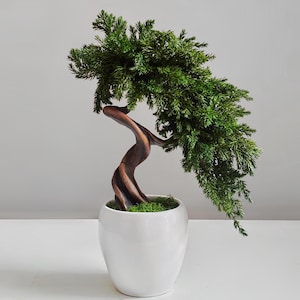 Preserved Juniper Bonsai Tree in White Ceramic Pot, Handmade No Care Bonsai, Zen Desk Decor, Japandi Home Accent, Unique Gift