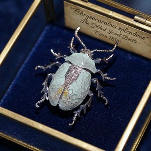 Pode incluir: Broche detalhado em estilo antigo em forma de besouro, exibido em uma caixa de vidro. O besouro tem um corpo azul claro com detalhes prateados e detalhes intrincados. O texto na caixa diz "Chrysocarabus splendens - The Gilded Jewel Beetle - Circa 1890."