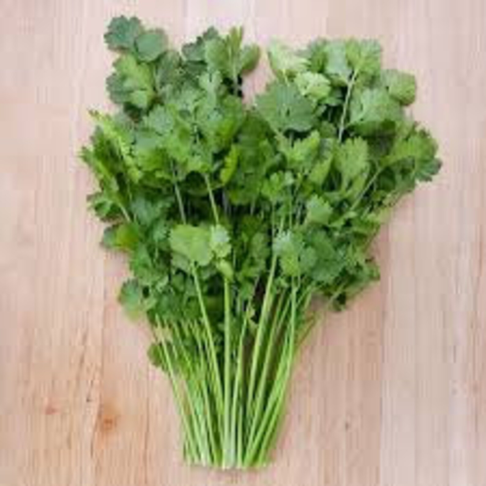 CILANTRO TINCTURE Digestive aid remove heavy metals rich in Etsy