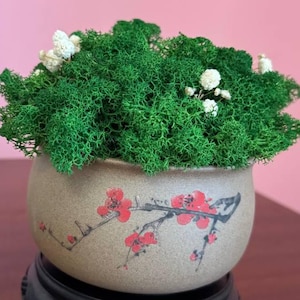 保存処理された苔を日本風の桜鉢に植え込んだもの – 禅の自然装飾、カスタムギフト