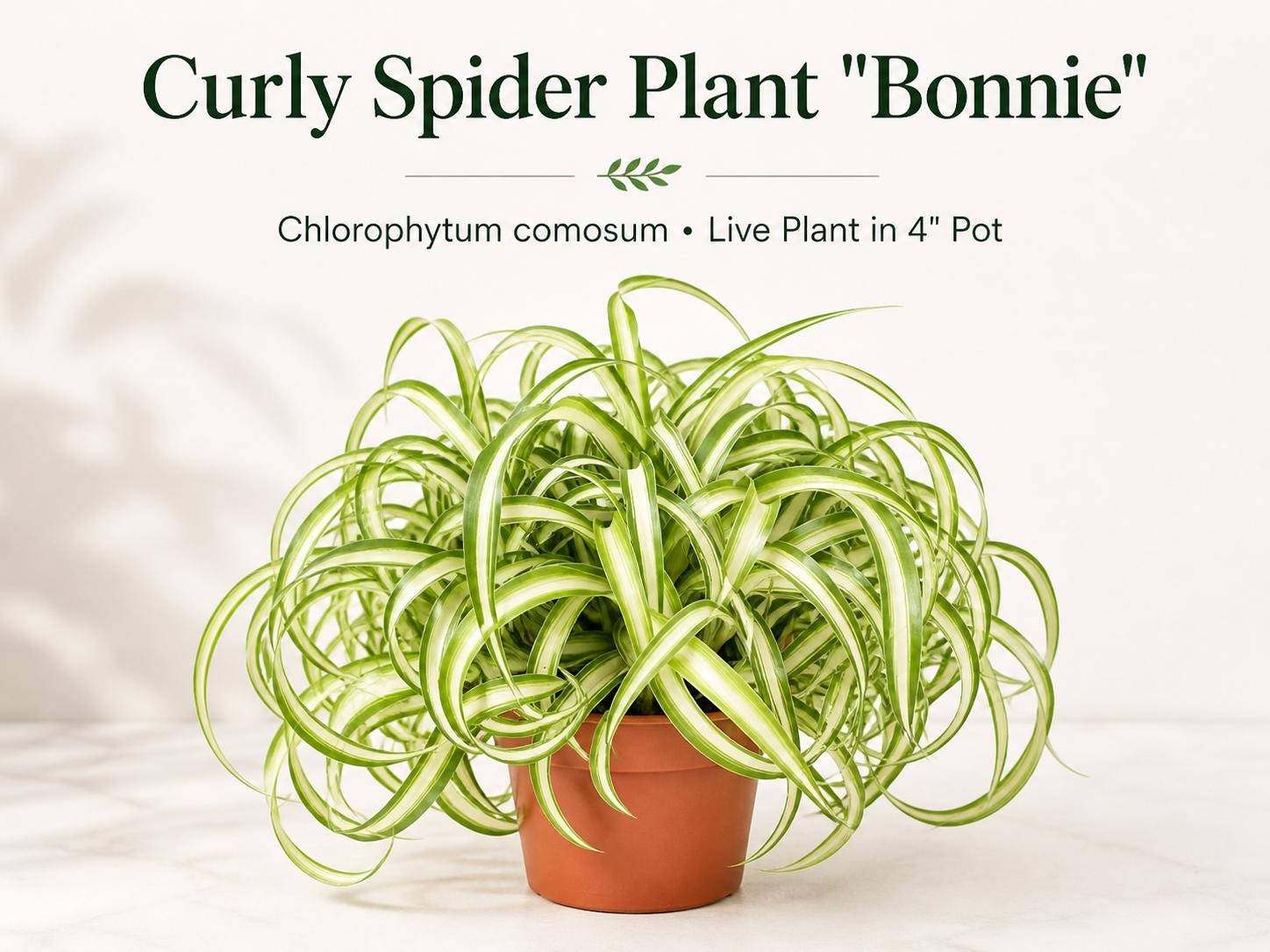 Curly Leaves Plants - Etsy