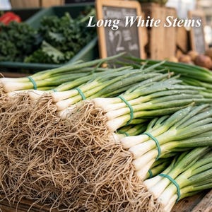 May include: Fresh green onions with long white stems and green tops, bundled together with green rubber bands. The image shows a close-up of the onions, with their roots visible. The text "Long White Stems" is in the background.