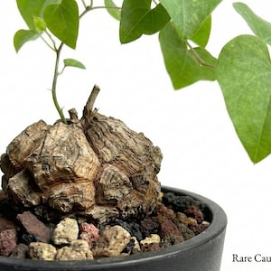 Dioscorea Elephantipes 4” Pot | Elephant Foot Plant | Rare Caudex Live Plant