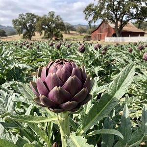 Purple Romagna Artichoke Seeds | 25 + | Heirloom Vegetable Garden Easy Grow