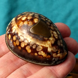 May include: A shell-shaped object in shades of brown and tan, featuring a bronze metal detail. The shell has a speckled pattern and a polished surface. It is held in a hand against a teal backdrop.