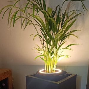 Può includere: Una pianta di palma verde alta con fronde lunghe, sottili e arcuate è posta in un vaso quadrato grigio scuro. La base della pianta è illuminata da un anello luminoso a LED bianco circolare integrato nel bordo superiore del vaso.