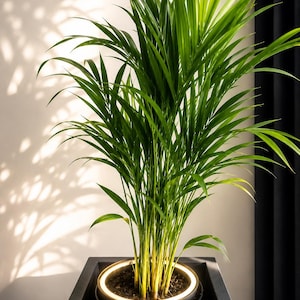 Guldkantad LED-ringlampa för växter – handgjord 3D-design – mysig inomhusbelysning – modern designerbelysning