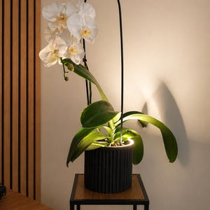 Peut inclure: Une orchidée blanche dans un pot noir cannelé est posée sur une petite table en bois avec un cadre en métal noir. Un support noir en forme d'arche s'élève au-dessus de la plante. L'orchidée a de grands pétales blancs avec des centres jaunes.