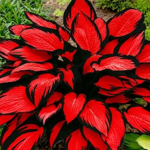 May include: A close-up of a vibrant plant with large, heart-shaped leaves. The leaves are a striking red color with black edges, creating a bold contrast. The plant is lush and full, with a variety of leaf sizes and shapes.