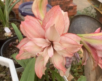 Oranje licht amaryllisbloembollen | Hippeastrum-plantenbollen