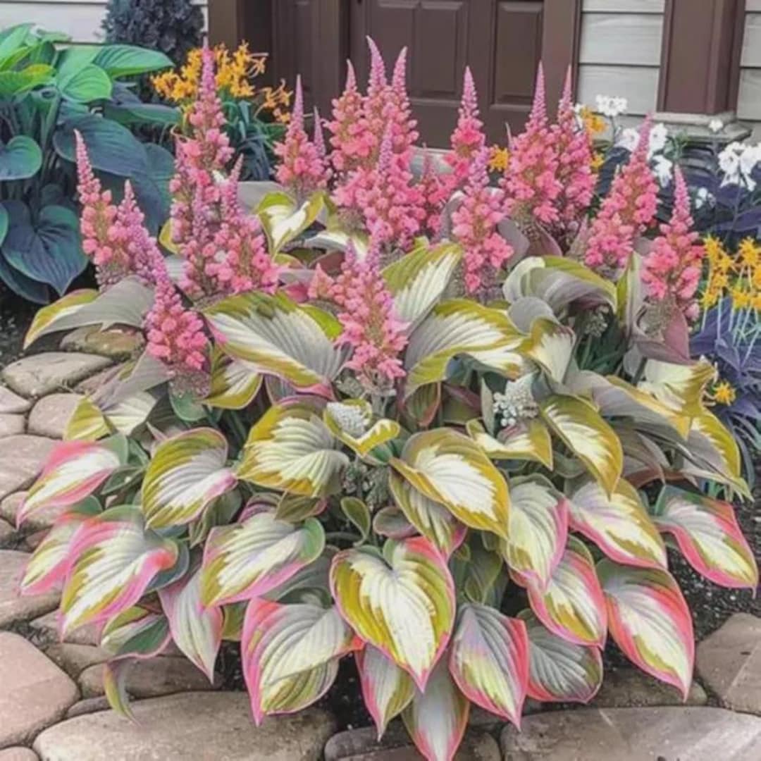 Pretty In Pink Hosta 200+ Light Green Pink White Hosta Seeds | Perennial Garden Plant - Etsy