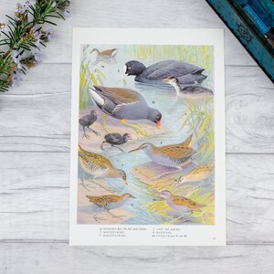 Print of birds, cottagecore, vintage home decor, print of birds, bedroom decor