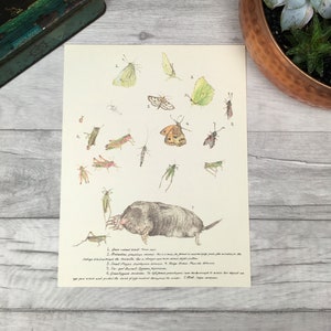Insect vintage bookplate print - biology print - mole grasshopper magpie - fisherman gift - gardening gift