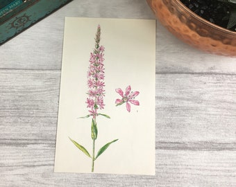 Purple Loosestrife print - 1st anniversary gift - bookworm gifts - vintage botanical print