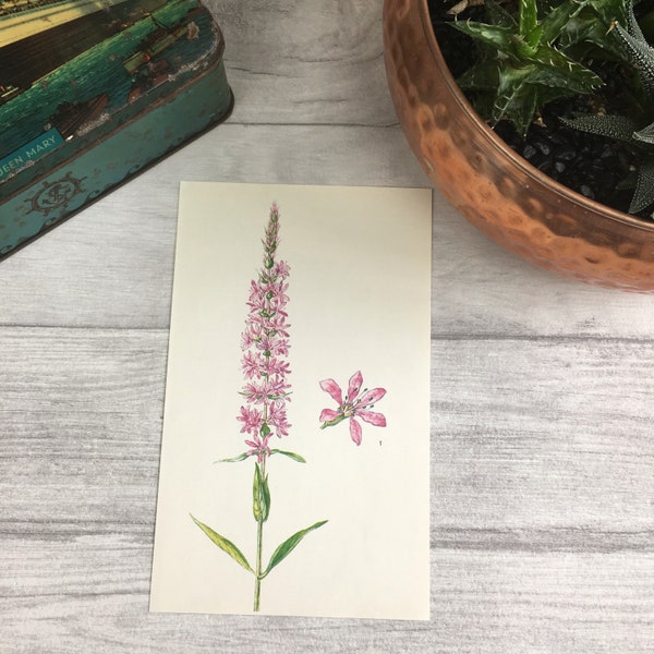 Purple Loosestrife print - 1st anniversary gift - bookworm gifts - vintage botanical print