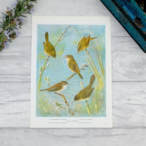 Warbler bird on reeds print, sky blue with bright vibrant blue lake vintage bookplate print image 1