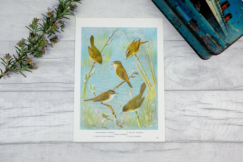 Warbler bird on reeds print, sky blue with bright vibrant blue lake vintage bookplate print image 1
