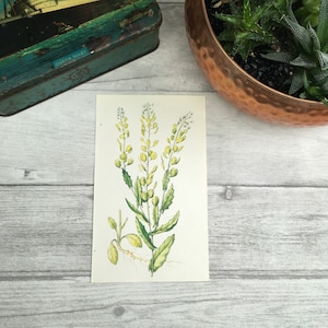 Impressão botânica Field Penny-Cress em verde e amarelo - arte botânica vintage