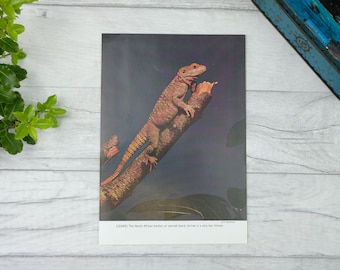Impresión de lagarto hardun del norte de África de la década de 1970 - exlibris de lagarto con estrellas