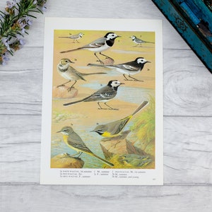 Wagtail Vögel Vintage Druck in voller Farbe mit Sommer und Herbst - rustikaler Posterdruck