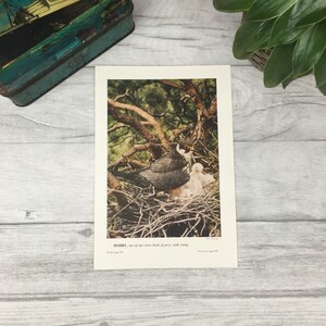 Vintage bird of prey poster print  -  living room decor - wildlife print -  father&#39;s day gift - wildlife photography