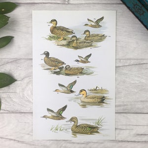 Mallard ducks vintage print - woodland nursery art fiance gift for him quirky animal print 60th birthday 1st birthday fathers day gift