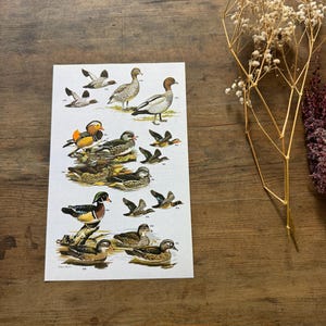 "Vintage Enten Exlibris - literarische Schrift Kunst Drucke Poster ""Herbstgarten"" - 20x20cm"