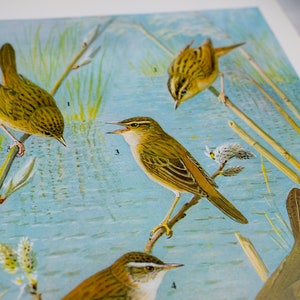 Warbler bird on reeds print, sky blue with bright vibrant blue lake vintage bookplate print image 3