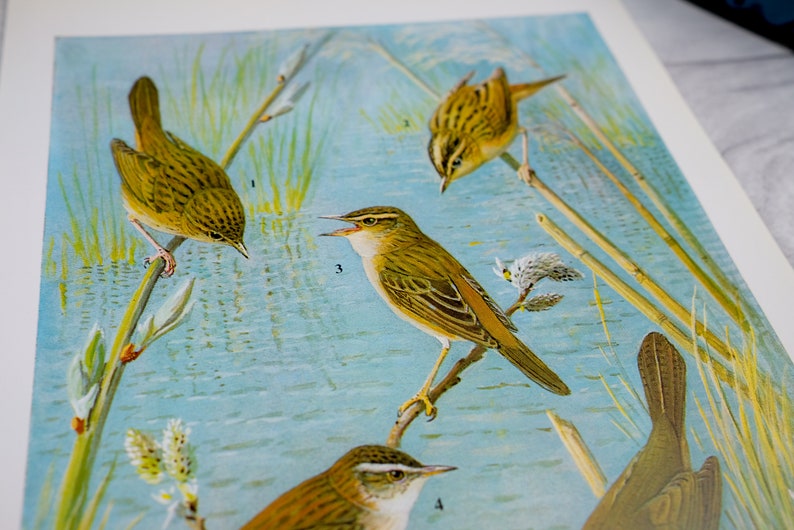 Warbler bird on reeds print, sky blue with bright vibrant blue lake vintage bookplate print image 3