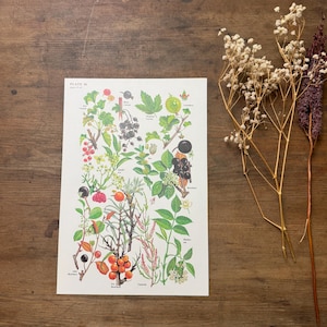 Autumnal Botanical Art Print | Autumn Leaves | Fall Leaves and Berries | Nature Wall Decor | Gift for Home | Gift for couple | New Home Gift