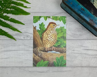 Song thrush bird print - birds nest art print - nature print - botanical print