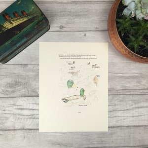 Wilde eend print eend tekening aquarel schilderij wetenschappelijke studie wildlife studie kleur print eend poster eend verzamelaar dierenliefhebber