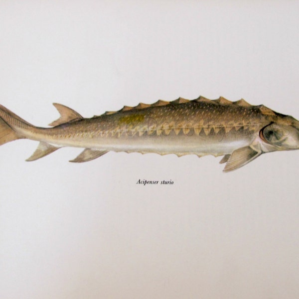 Common Sturgeon vintage lithograph on thick paper - over 50 years old - fresh water fish series - fish print - antique art