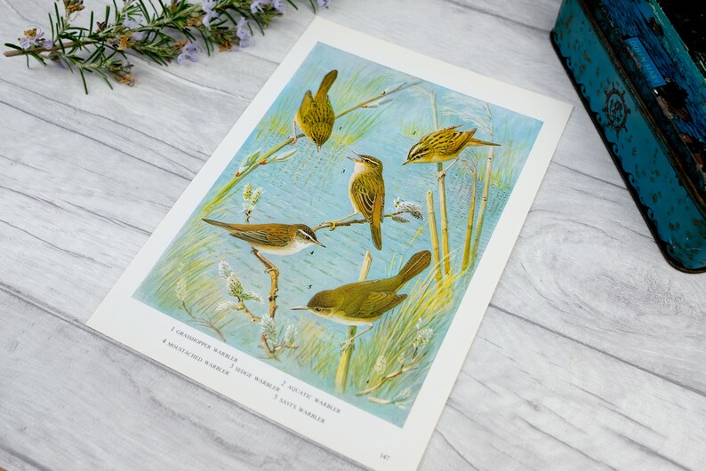 Warbler bird on reeds print, sky blue with bright vibrant blue lake vintage bookplate print image 2