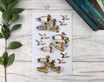 North American native ducks - college room decor country home coworker gift ideas dad gift dining room art stocking stuffer last minute gift