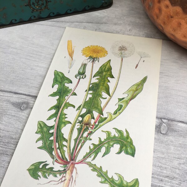 Dandelion print botanical print gifts for home new home gift university dorm decor plant lover plant lady green plant art plant poster art