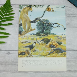 Natural history print of extinct animals - vintage science print - gallery wall art