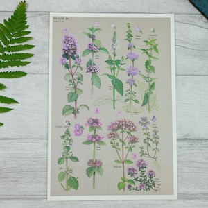 Bella stampa floreale in viola di fiori selvatici britannici