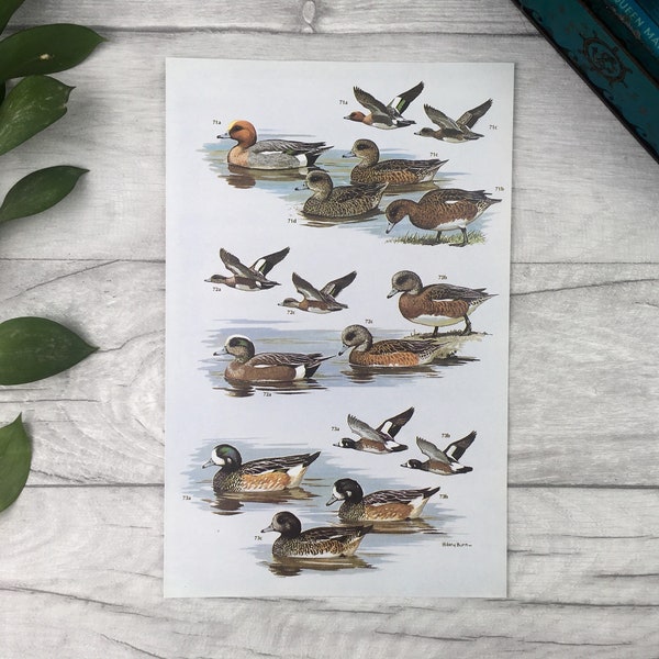 Wigeons wildfowl illustrated art print - hostess gift best selling items book lover gift country brother gift outdoor gift men library decor