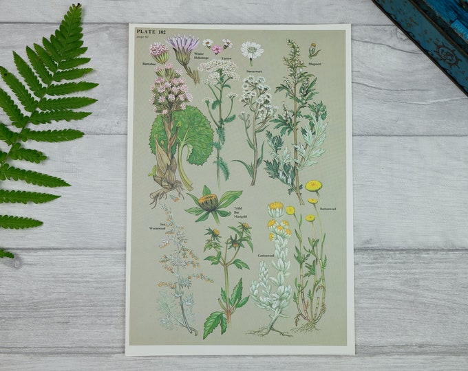 Botanical print of British wildflowers, gift for nature lover, gardening gift