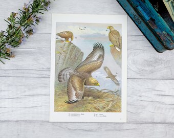 Eagle vintage art print - natural history bookplate print - dorm room art - vintage home decor