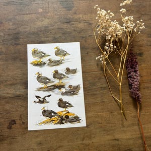 Stampa vintage illustrata di anatre a colori - stampa scientifica di fauna selvatica autoctona - regalo per il 30° compleanno