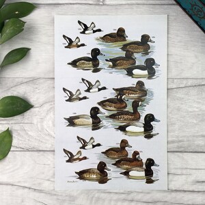 Wildfowl illustrated vintage print - winter decor fishing gift country lodge decor log cabin decor lake house husband gift  hunting room