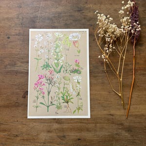 Impresión de póster floral de diferentes variedades de flores silvestres británicas / Impresión de arte botánico / Decoración vintage de los años 70 / CottageCore / Regalo para el hogar