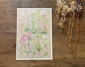 Könnte beinhalten: Ein botanischer Druck mit verschiedenen Wildblumen in Rosa, Weiß und Grün, mit detaillierten Illustrationen und Beschriftungen. Der Druck befindet sich auf einem beigefarbenen Hintergrund mit weißem Rand. Getrocknete Blumen liegen auf einer Holzoberfläche.