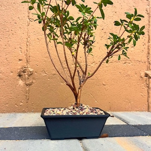 Modern Bonsai Pot Minimalist Planter