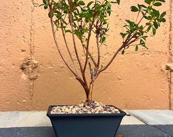 Maceta moderna para bonsáis, jardinera minimalista